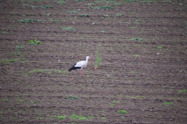 Çayırda bir leylek