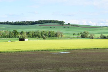 Buğday tarlası ve mavi gökyüzü olan güzel bir manzara.