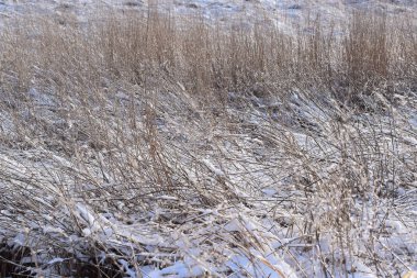 Kış ormanı karla kaplı ve kuru otlarla