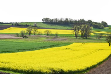 Sarı tecavüz tarlası olan güzel manzara