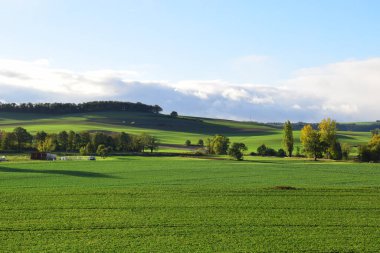 Ağaçlı yeşil alan