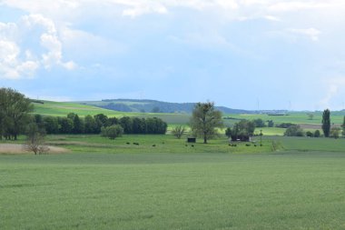 Buğday tarlası ve bulutlu gökyüzü olan güzel bir manzara.