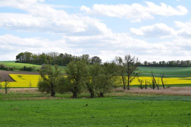 Buğday tarlası olan güzel bir manzara.