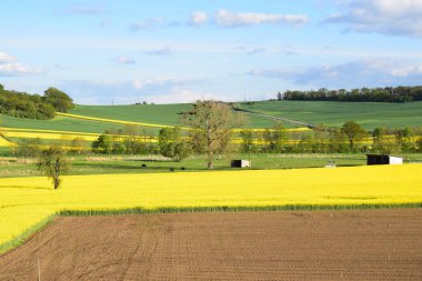 Sarı tecavüz tarlası olan güzel bir manzara