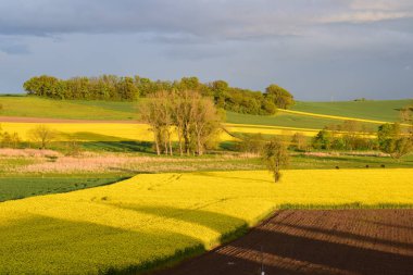 Çayırlarda bahar, renkli tarlalar ve ağaçlar