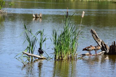 Kara balıkçılların vahşi kuşları Gölün kıyısında