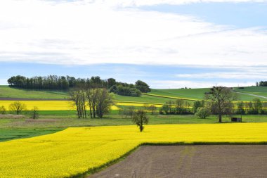 Kırsal kesimde kolza tohumu tarlası olan manzara