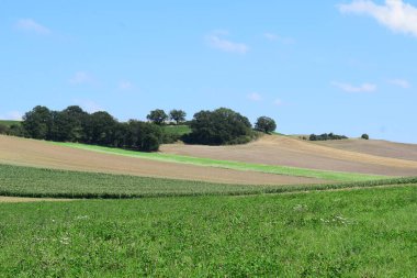 yeşil ve mavi buğday tarlaları