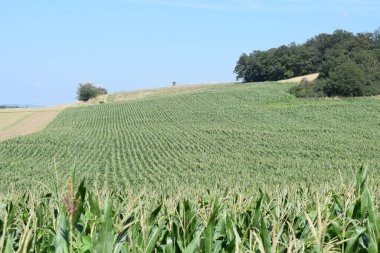 Kırsal Mısır tarlasında