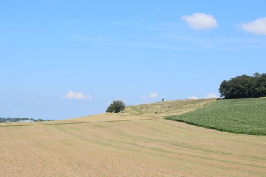 Buğdaylı bir tarla manzarası