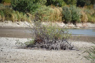 Almanya 'da kurumuş göl