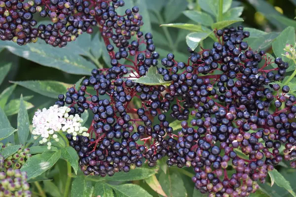 Bir bahçede siyah böğürtlen