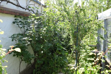 Baharda güzel bir bahçe.