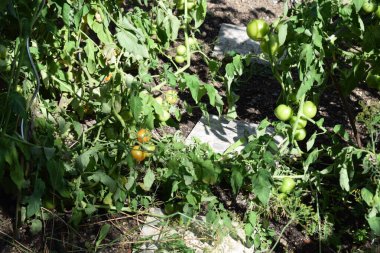 Bahçedeki yeşil domatesler.