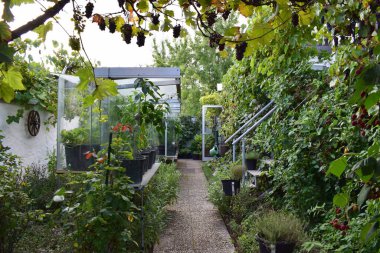 Güzel botanik fotoğrafı, doğal duvar kağıdı.