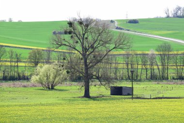 yeşil tarla ve mavi gökyüzü