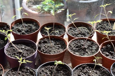 Pencere kenarındaki saksılarda fidanlar.