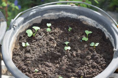 Genç fidanlar saksıda