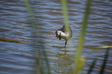 Siyah kanatlı bir stil. Hihitopus himantopus.
