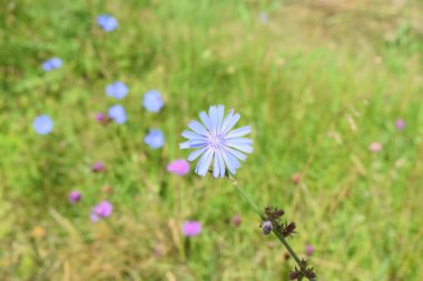 Bahçedeki güzel çiçekler