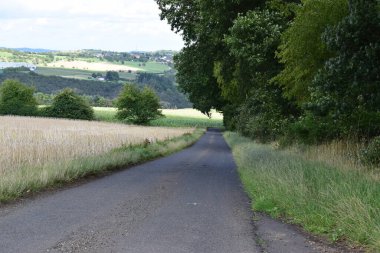 Ormanda yol