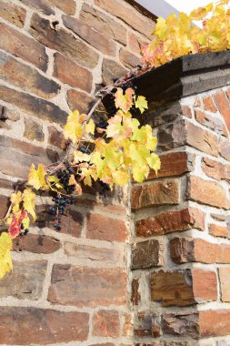 Bir tuğla duvar sonbahar yaprakları