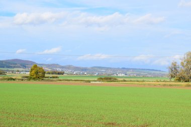 Yeşil alanlar ve mavi gökyüzü manzara