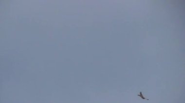 Gökyüzünde bir kuş