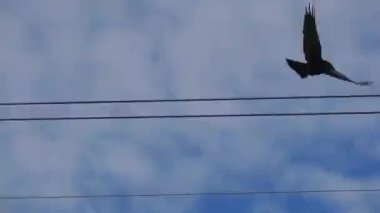 Kuzgun bir tren yüzünden ayrılıyor.