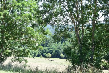 ormandaki yeşil çayır