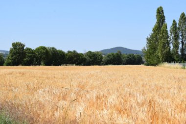 Buğday, tarım ve kırsal alanlarda