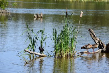 Bataklık gölünde bir kuş 