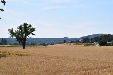 Kırsalda buğday tarlaları ve ağaçlar