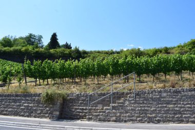 Moselle Vadisi 'ndeki duvarda üzüm bağları