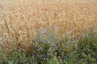 Tarladaki güzel çiçekler