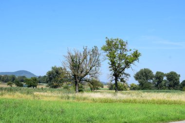 İtalya, Toskana ve İtalya 'da yaz aylarında tarlaları ve ağaçları olan kırsal alan