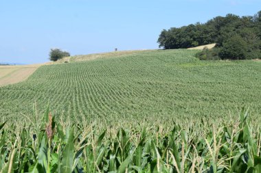 Kırsalda yeşil mısır tarlası olan güzel bir manzara.