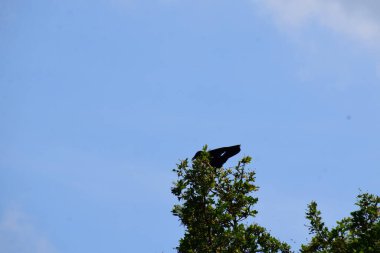 ağaç üzerinde raven