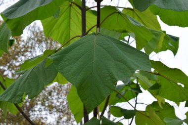 Bahçede yeşil yapraklar