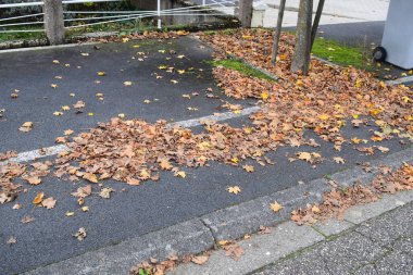 Kaldırımda düşmüş yaprakları