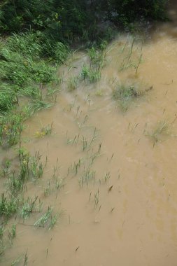 Suda çimen olan çamurlu topraklar.