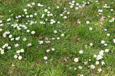 Çimlerin üzerinde beyaz çiçekler