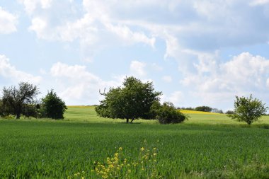 manzara, doğa ve ağaçlar