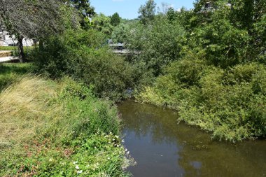 Bitkilerin altındaki küçük nehir