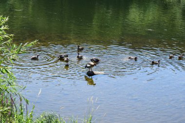 Vahşi ördekler nehirde yüzer