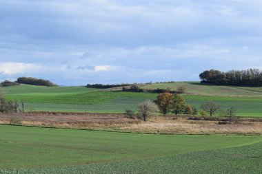 Sonbaharda bir ağaç ve bulutlu bir gökyüzü ile manzara