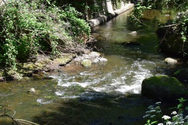 Köydeki ormandaki nehir.