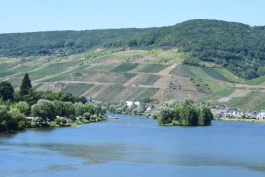 Zell an der Mosel, nehir adası ve üzüm bağları