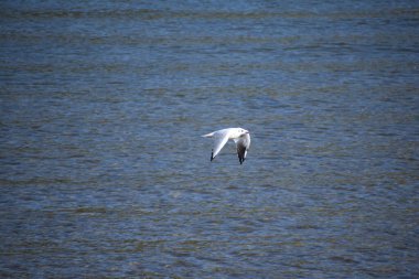 a seagull flying above the water clipart