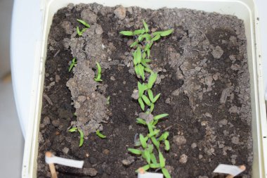 Tencerede taze fidanlar var. Serada fidanlar büyüyor.